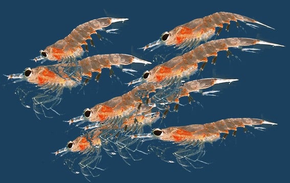 Krill3 -Krill oil is better absorbed than fish oil