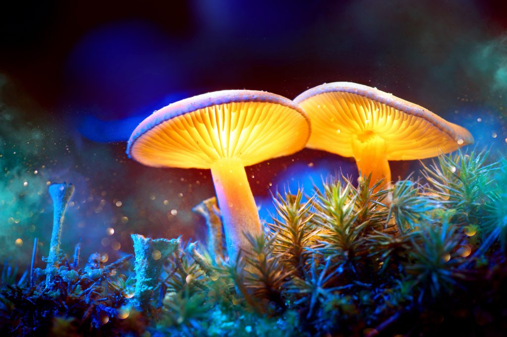 Magic mushroom -Psilocybine ceremonie