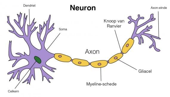 neuron -De relatie tussen BDNF, depressie, voeding, beweging en paddo's