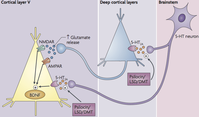 psilocybin and 5htp receptor -Psilocybin against Fibromyalgia