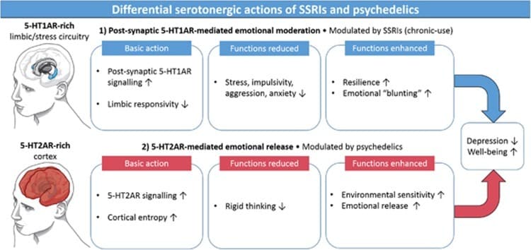 SSRi vs Psychedelica -Psilocybine en antidepressiva