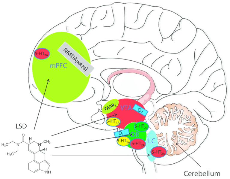 LSD brain function