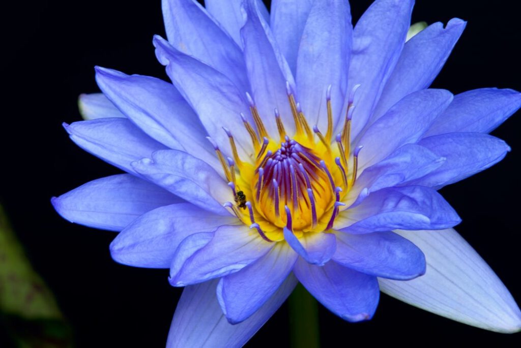 blauwe lotus -Extended psiloflora ceremonie