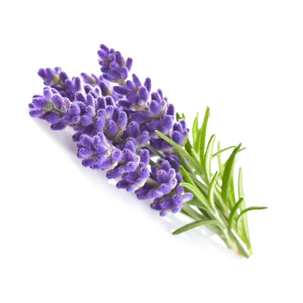 lavender -Extended psiloflora ceremony