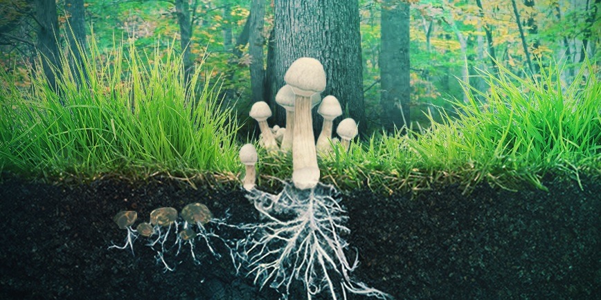 Truffel mushroom ceremony -De innerlijke reis