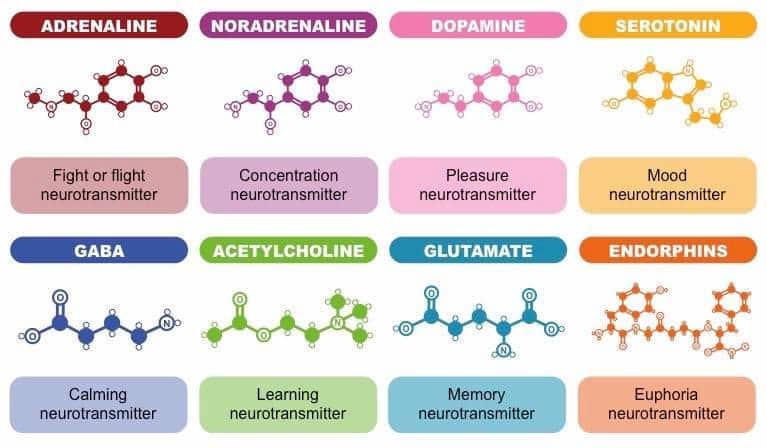 neurotransmitters -Neurotransmitters en voeding