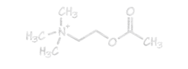 acetylcholne molecuul e1680783611984
