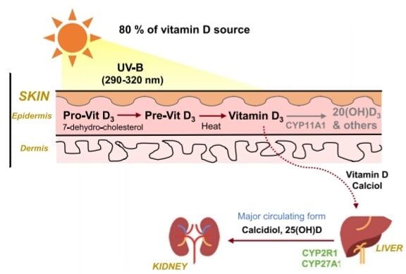 sunlight vitamin d -Vitamin D against depression and inflammatory diseases