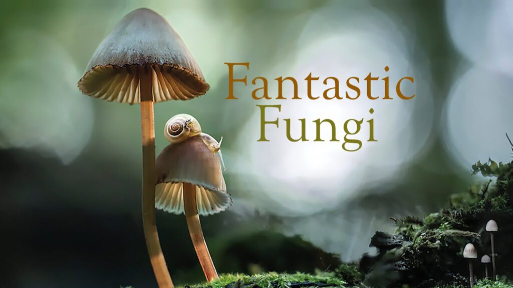 fantastic fungi scaled -Kijktip: Fantastic Fungi