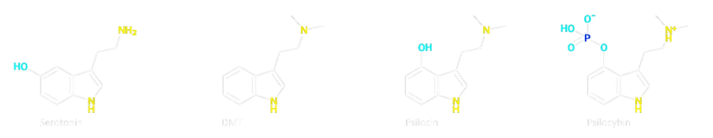 Similarities DMT, psilocin and serotonin