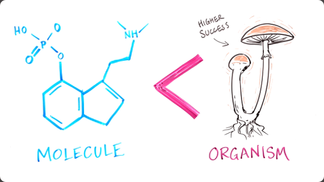 Psilocybine vs thérapie aux champignons magiques -Pourquoi la thérapie aux champignons magiques devrait être légale