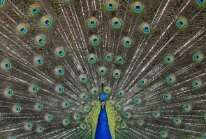 peacock